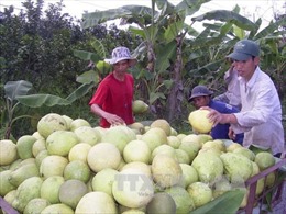 Trái cây Việt Nam sẵn sàng với TPP